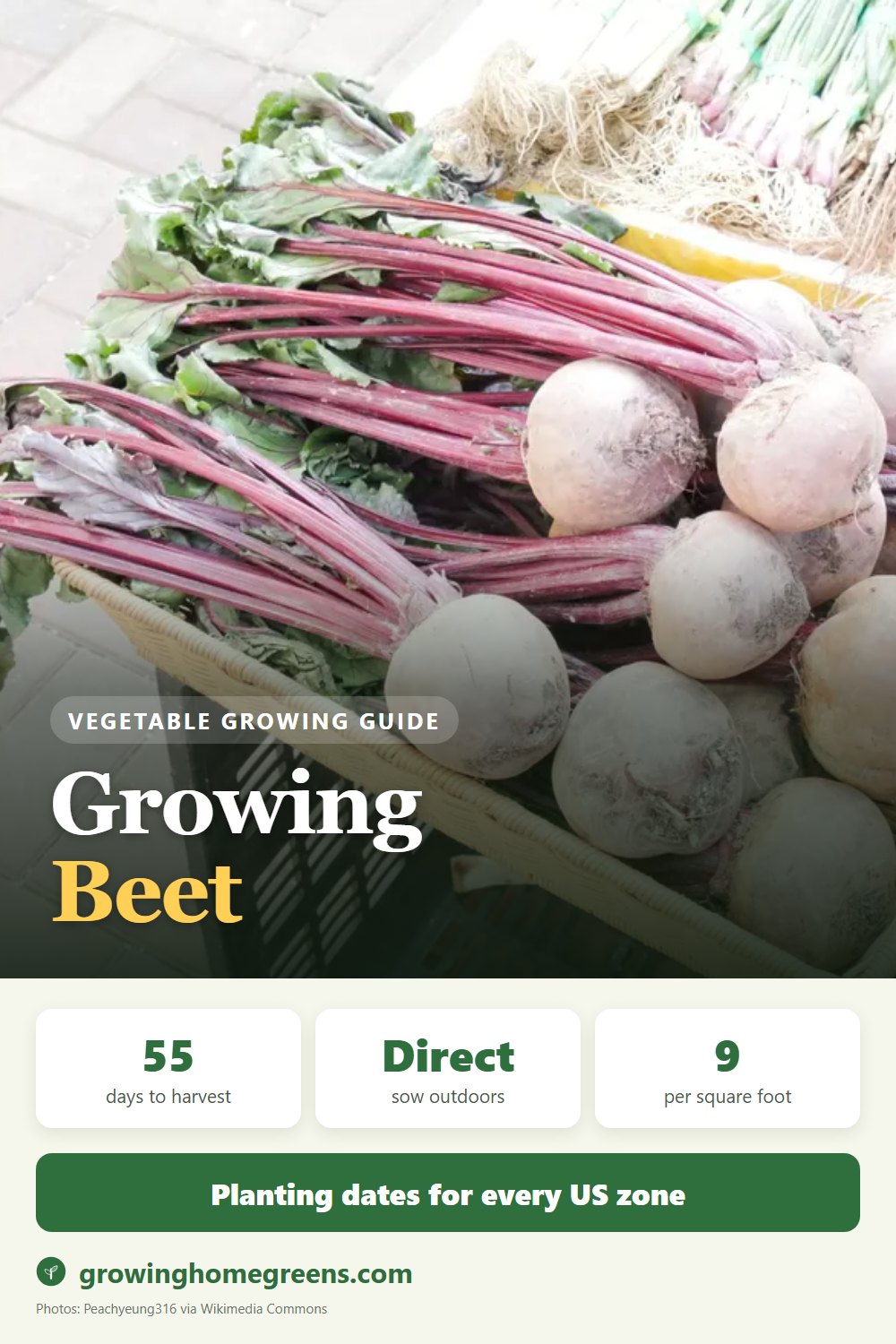 Beet: growing guide