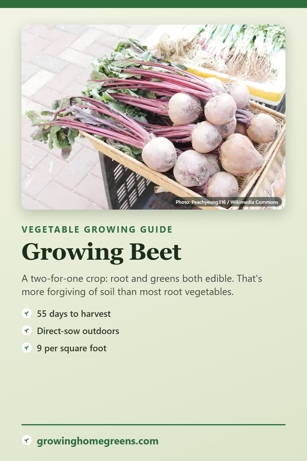 Beet: growing guide