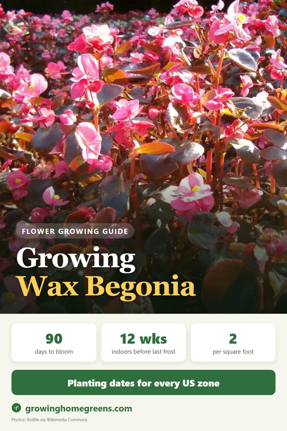 Wax Begonia: growing guide