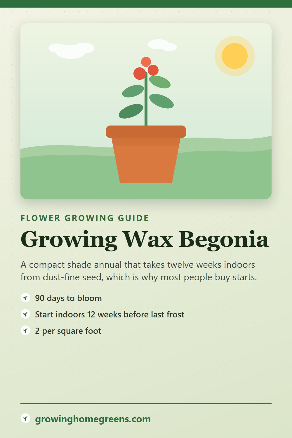 Wax Begonia: growing guide