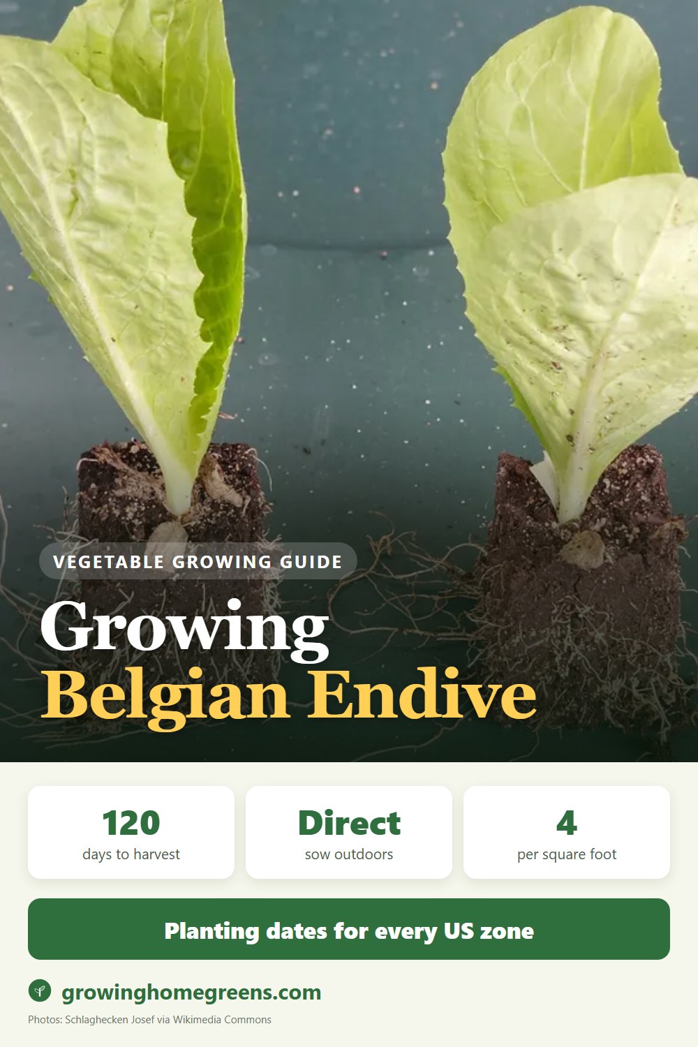 Belgian Endive (Witloof): growing guide