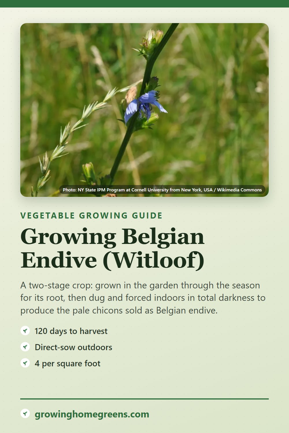 Belgian Endive (Witloof): growing guide