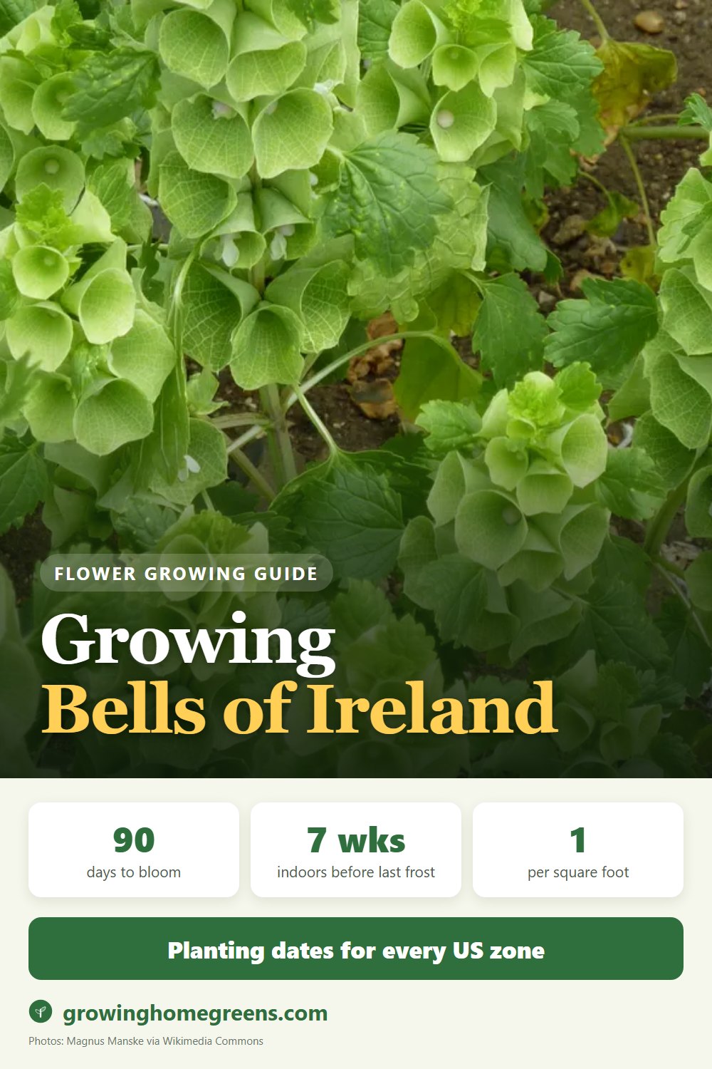 Bells of Ireland: growing guide