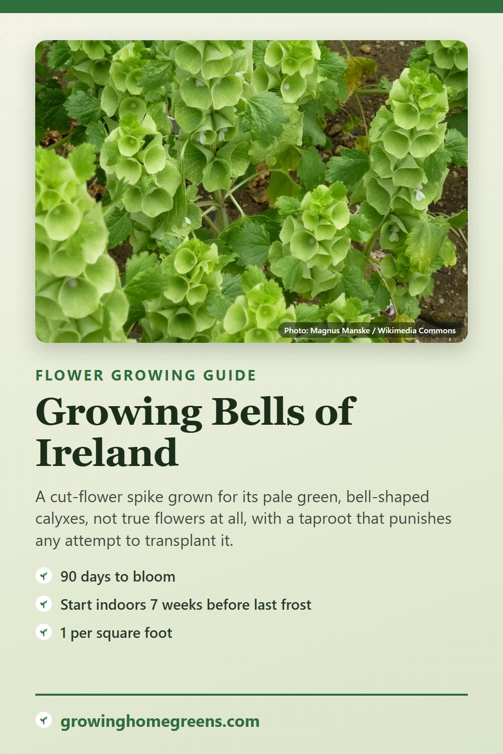 Bells of Ireland: growing guide