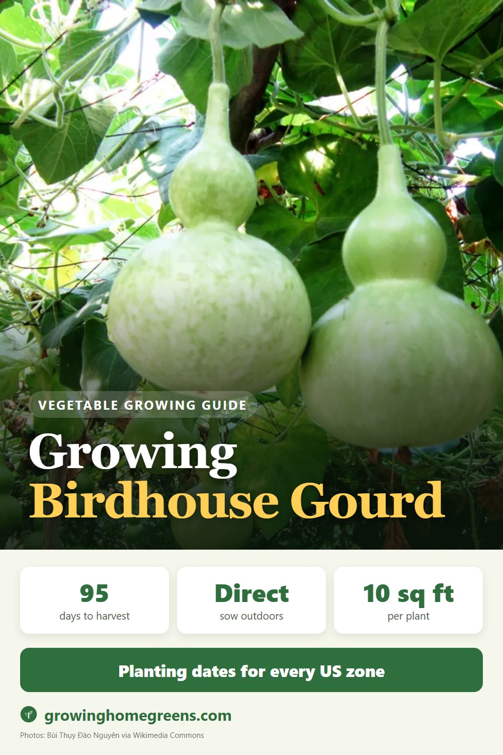 Birdhouse Gourd: growing guide