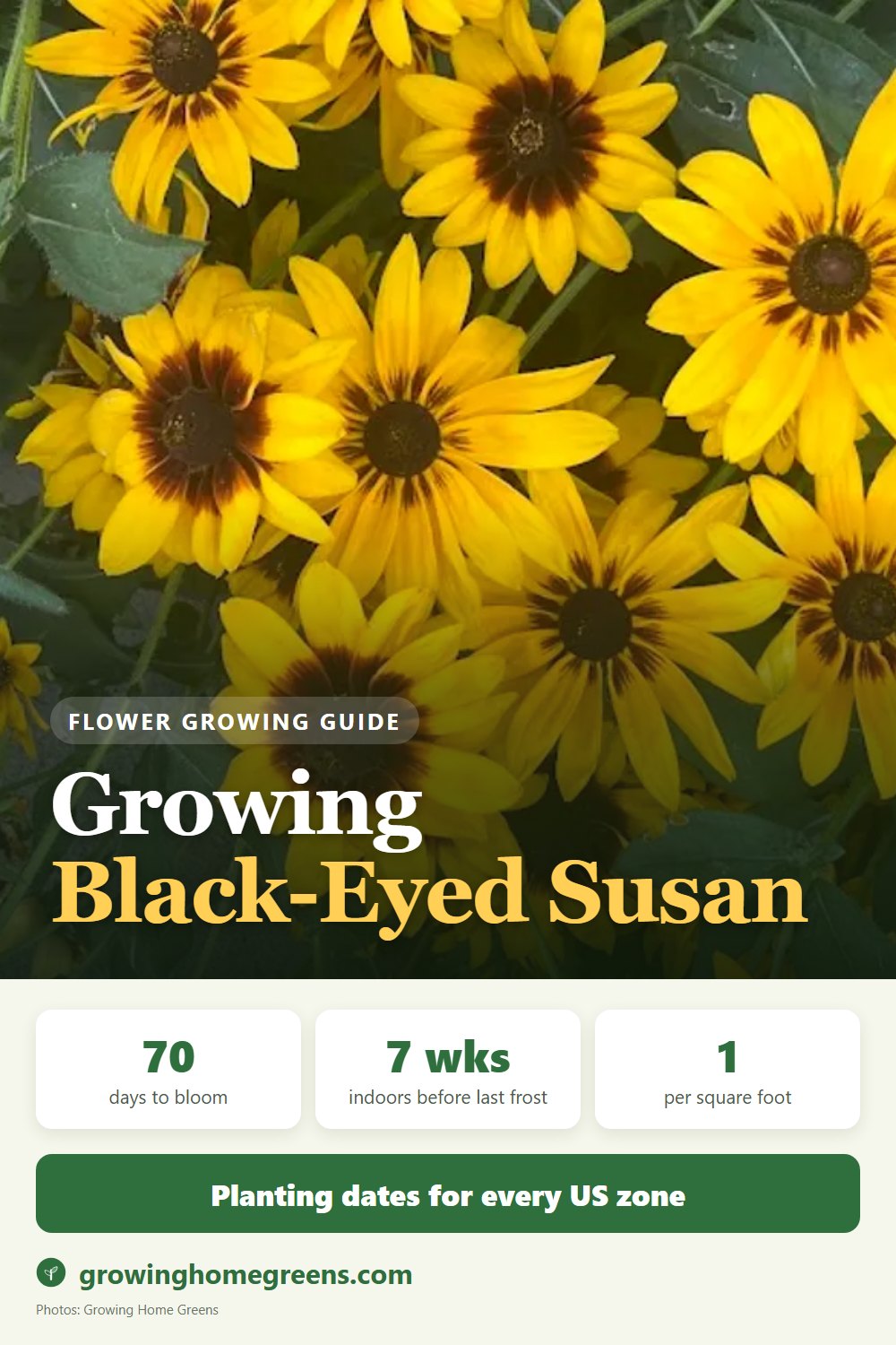 Black-Eyed Susan: growing guide