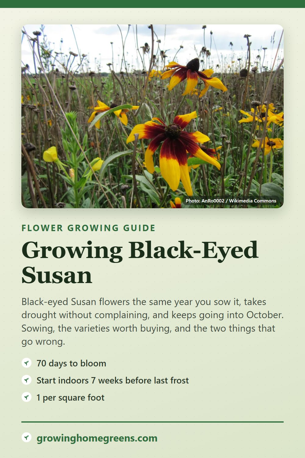 Black-Eyed Susan: growing guide