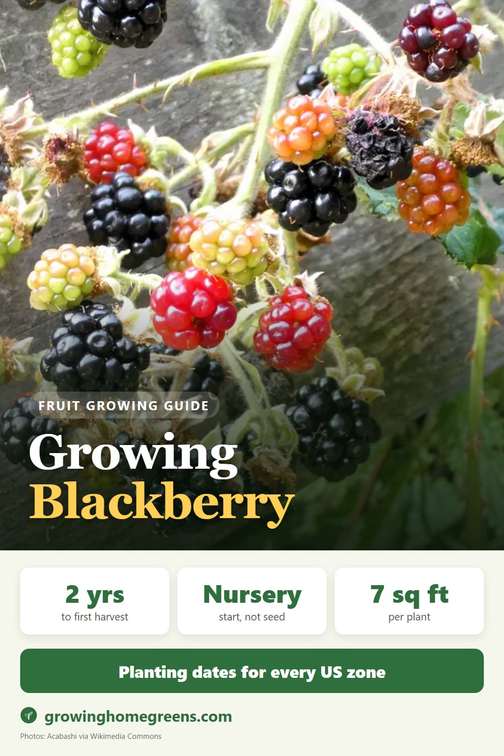Blackberry: growing guide