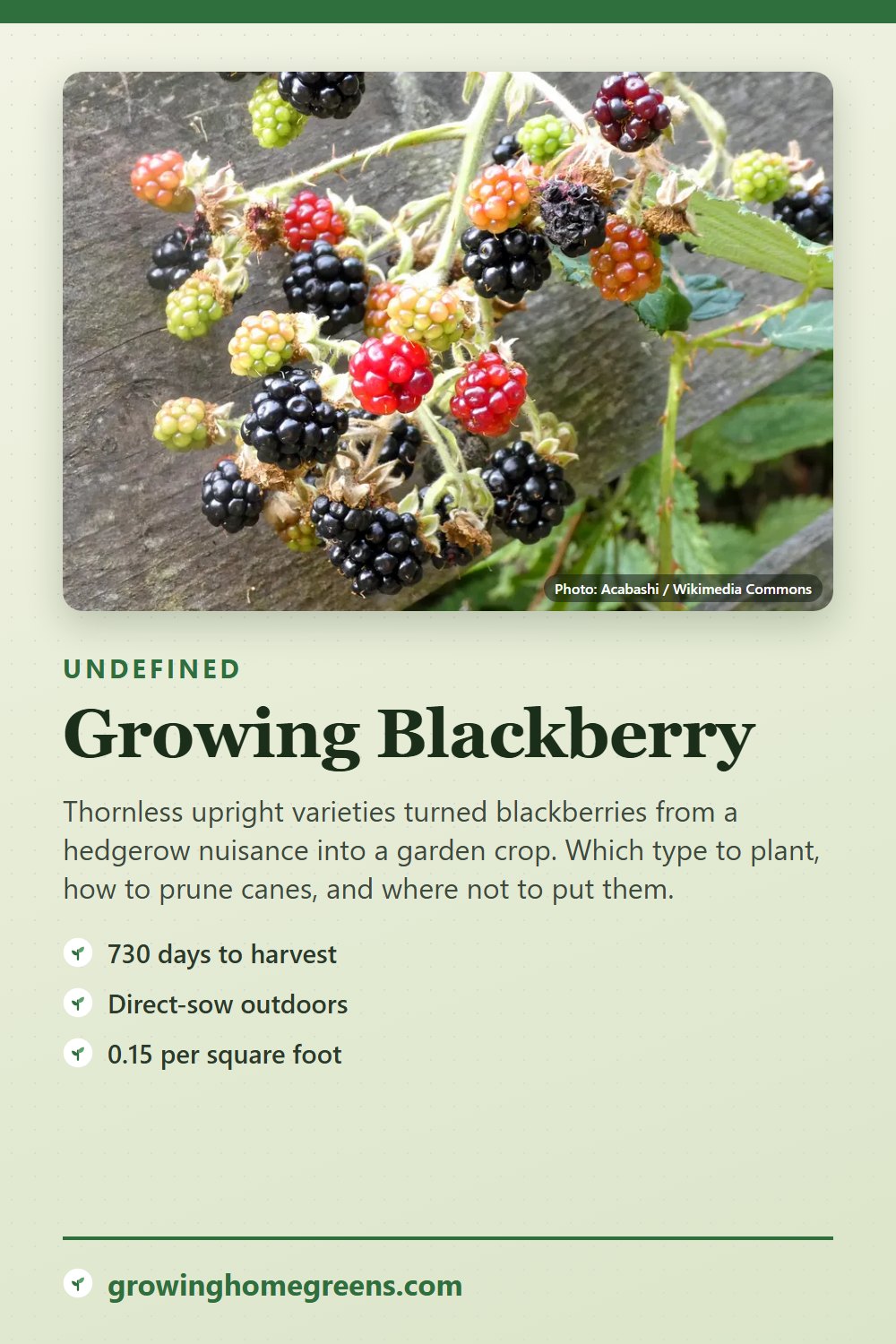 Blackberry: growing guide