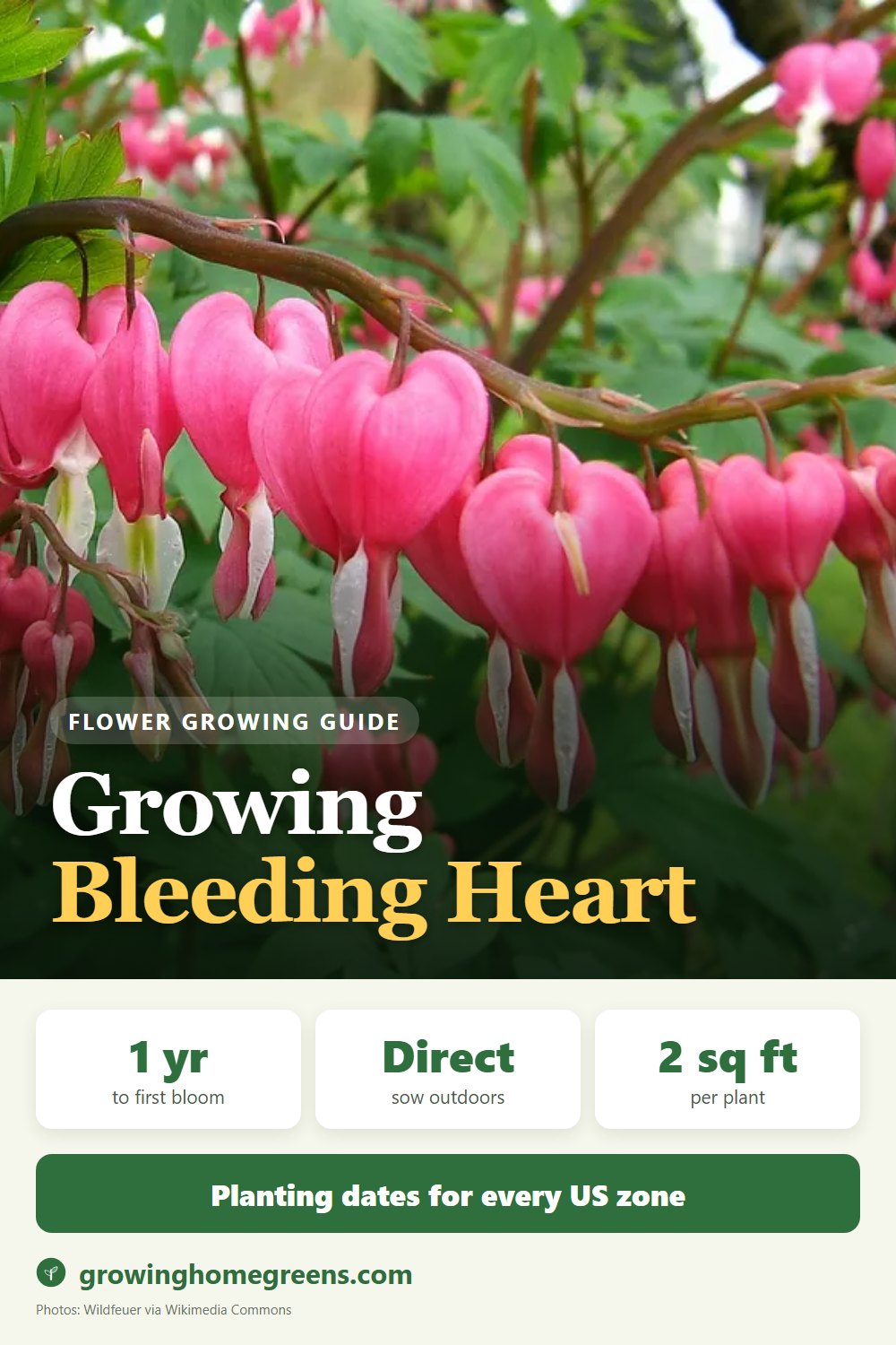 Bleeding Heart: growing guide