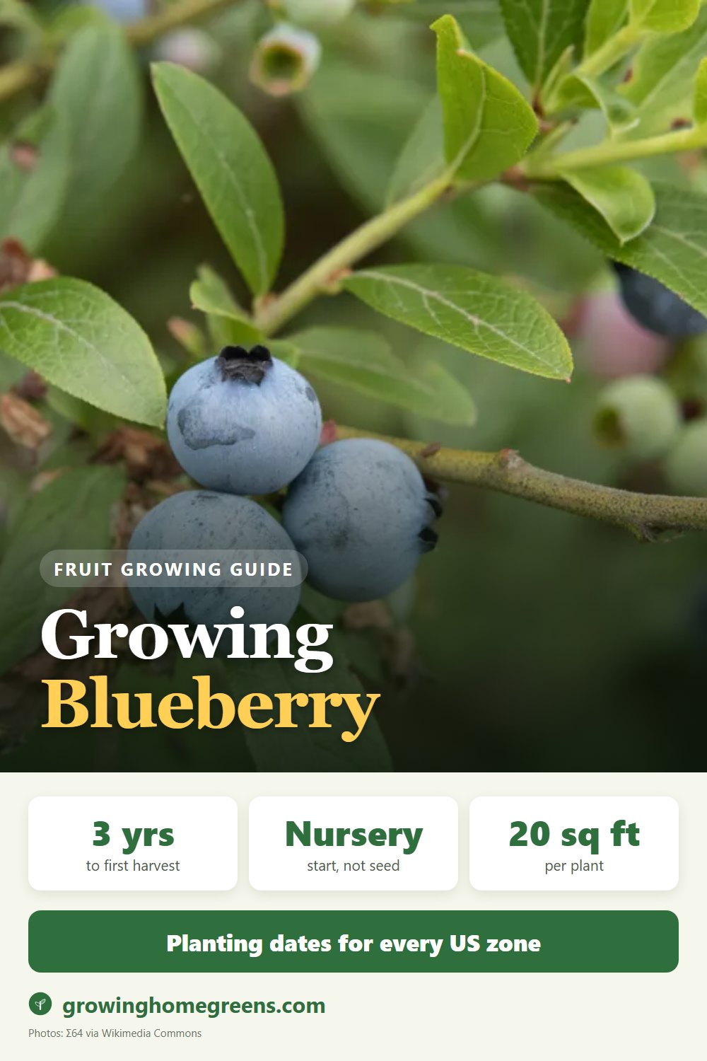 Blueberry: growing guide