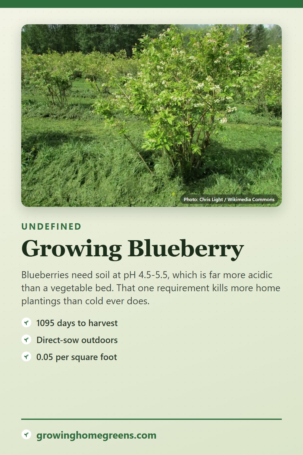 Blueberry: growing guide