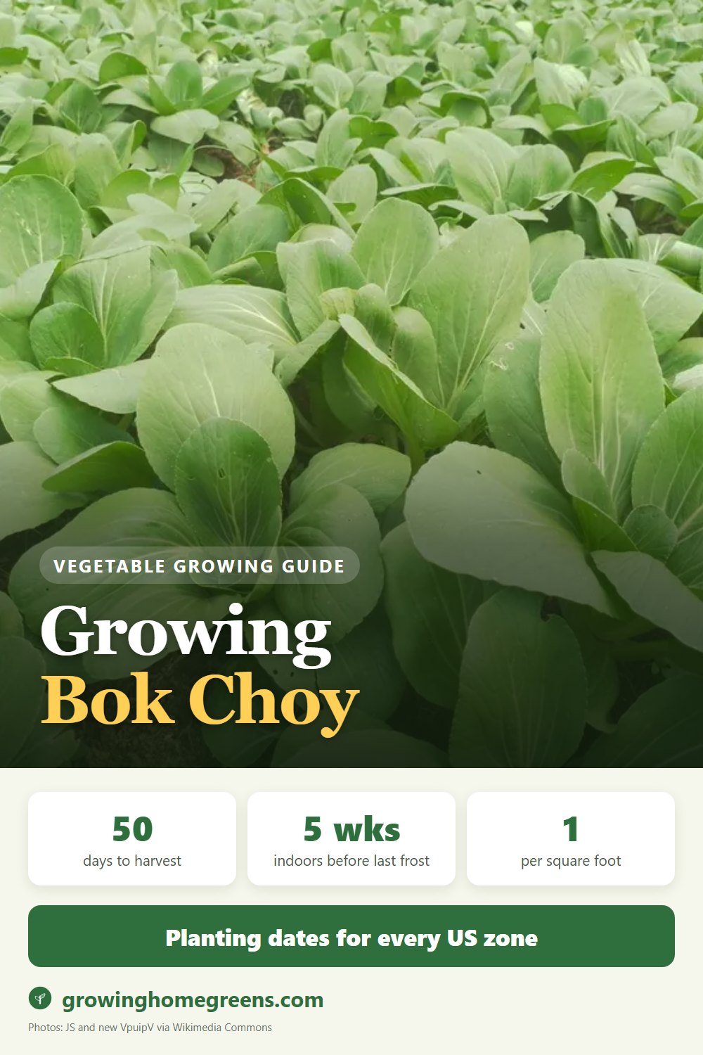 Bok Choy: growing guide