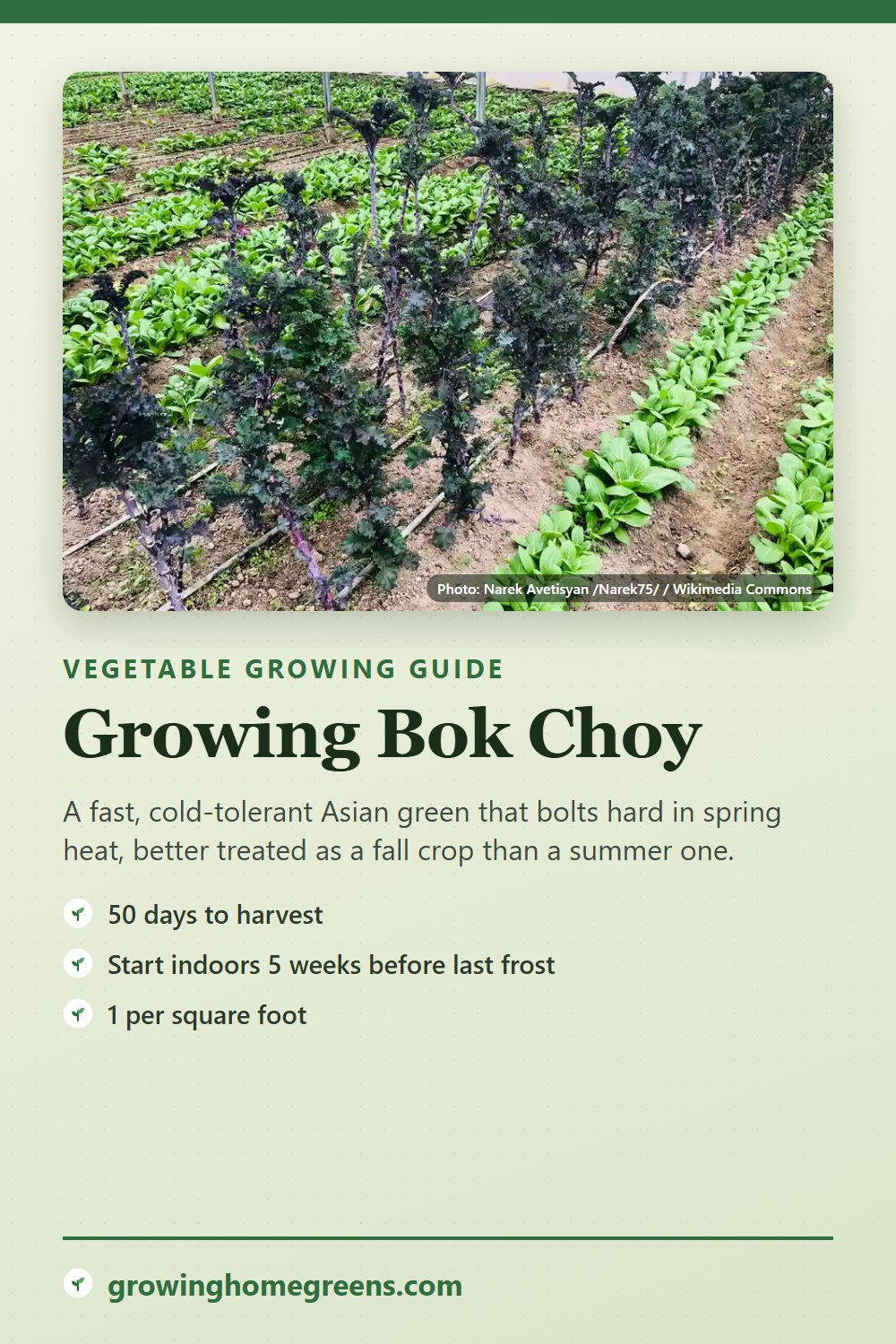Bok Choy: growing guide