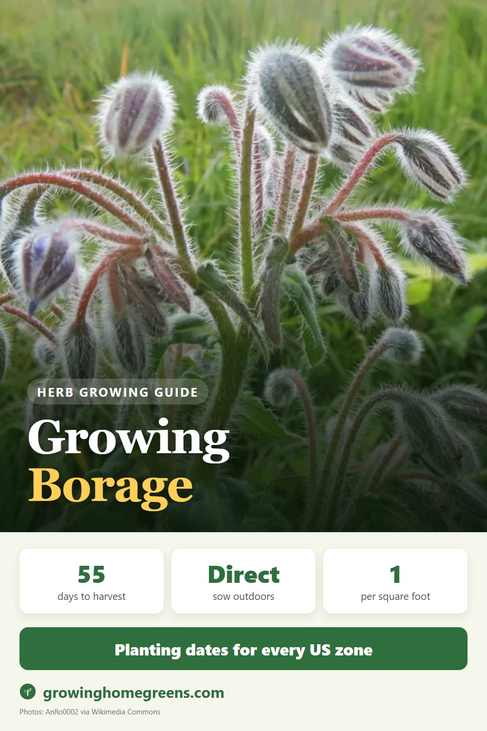 Borage: growing guide