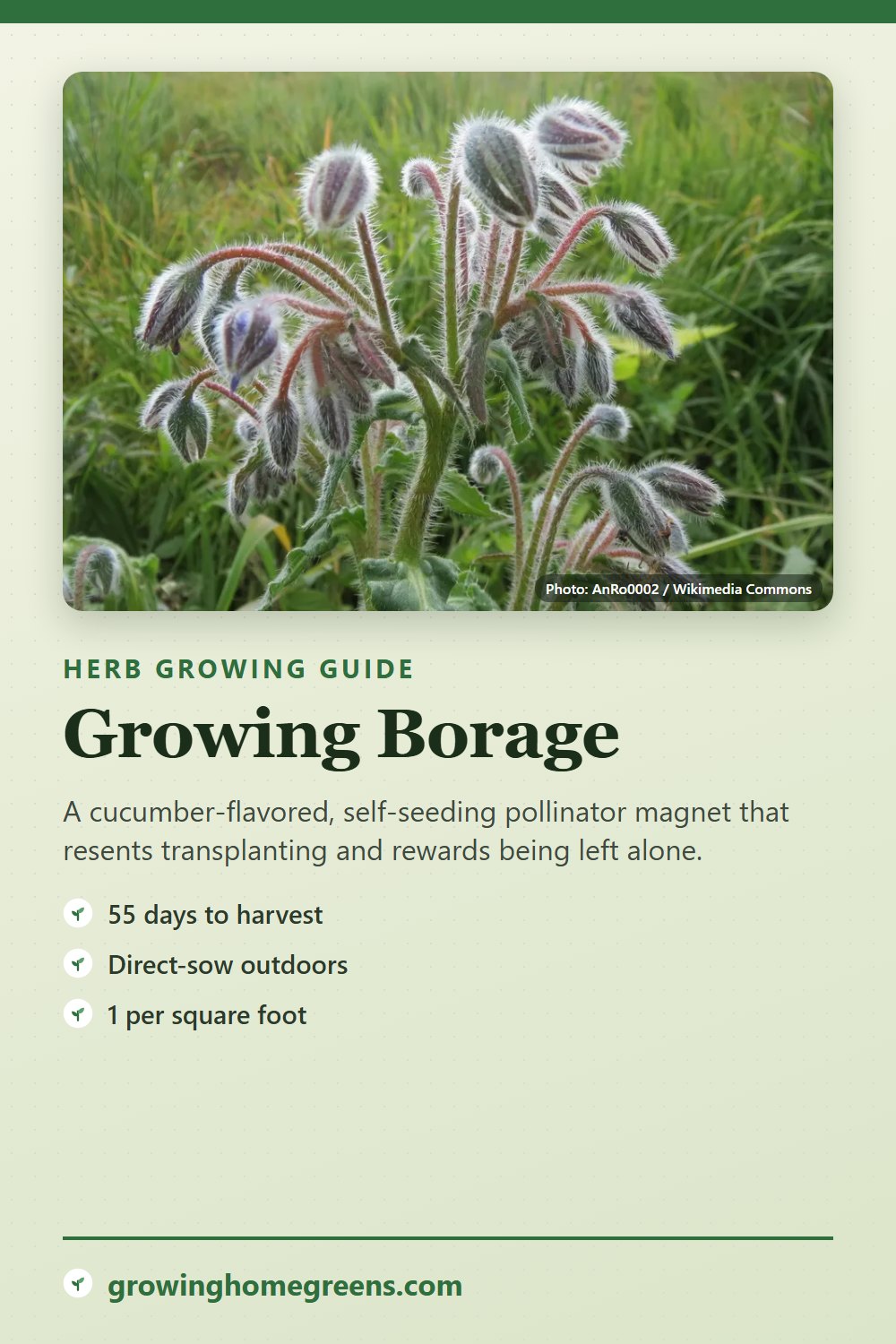 Borage: growing guide