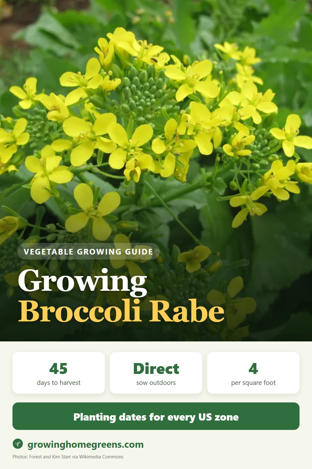 Broccoli Rabe (Raab): growing guide
