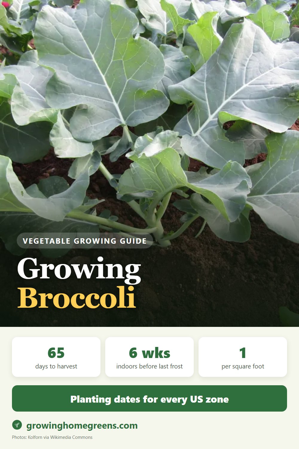 Broccoli: growing guide