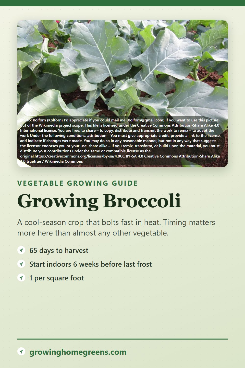 Broccoli: growing guide