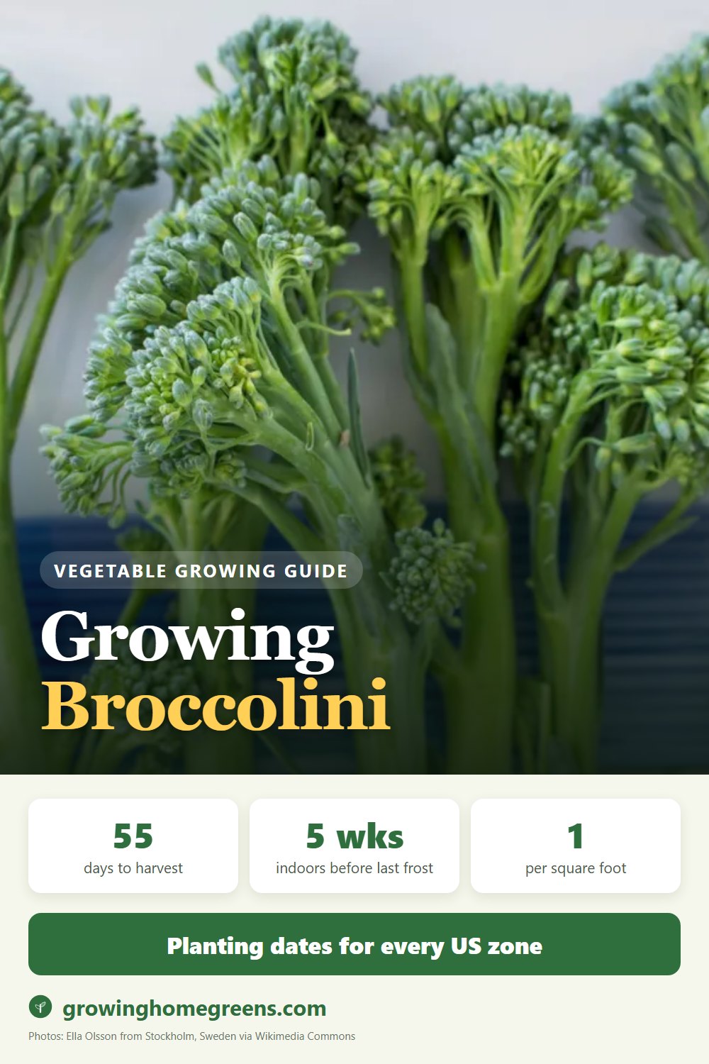 Broccolini: growing guide