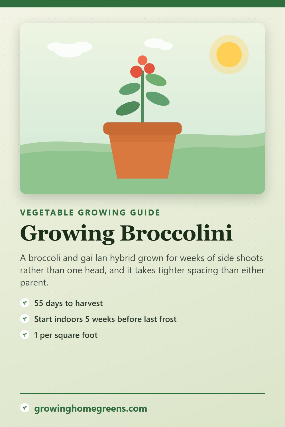 Broccolini: growing guide