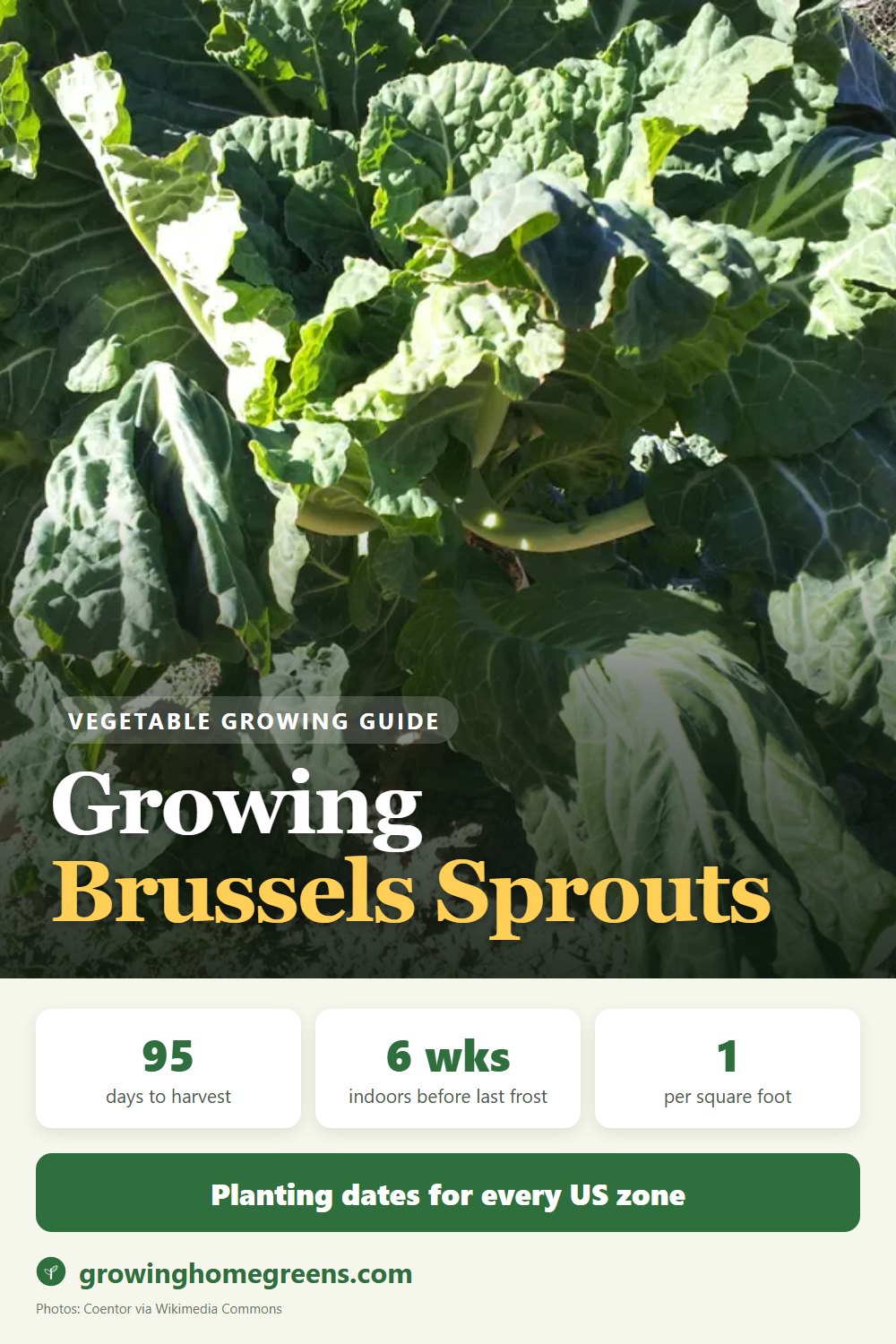 Brussels Sprouts: growing guide