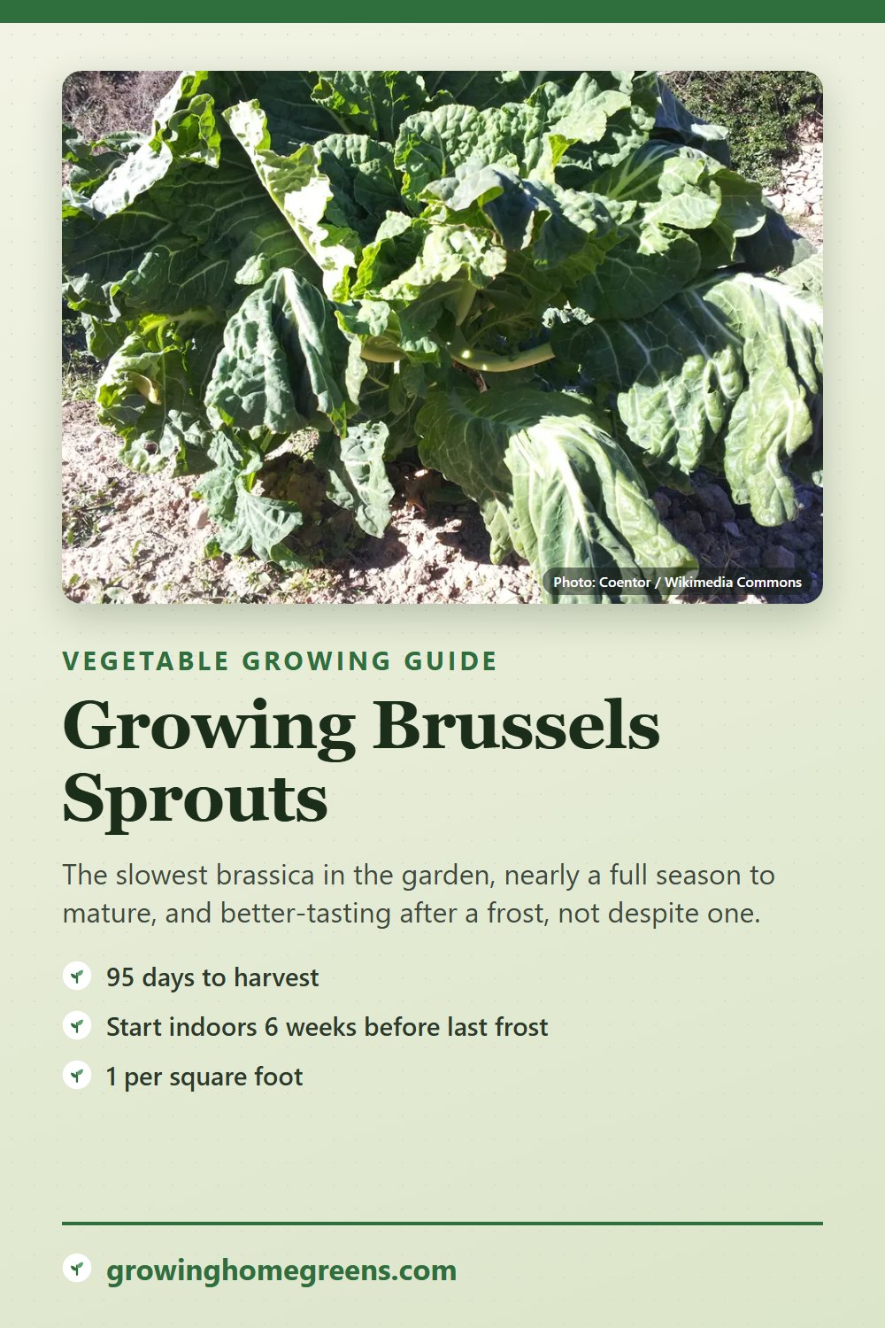 Brussels Sprouts: growing guide