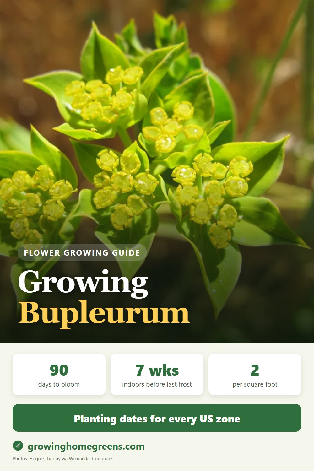 Bupleurum (Thoroughwax): growing guide