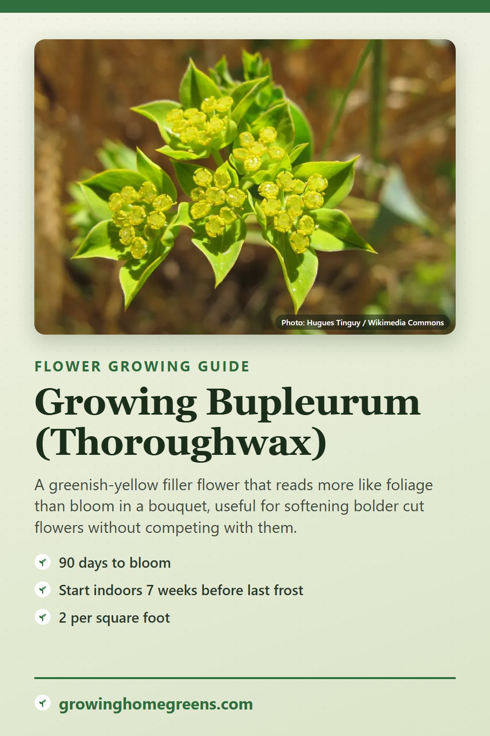 Bupleurum (Thoroughwax): growing guide