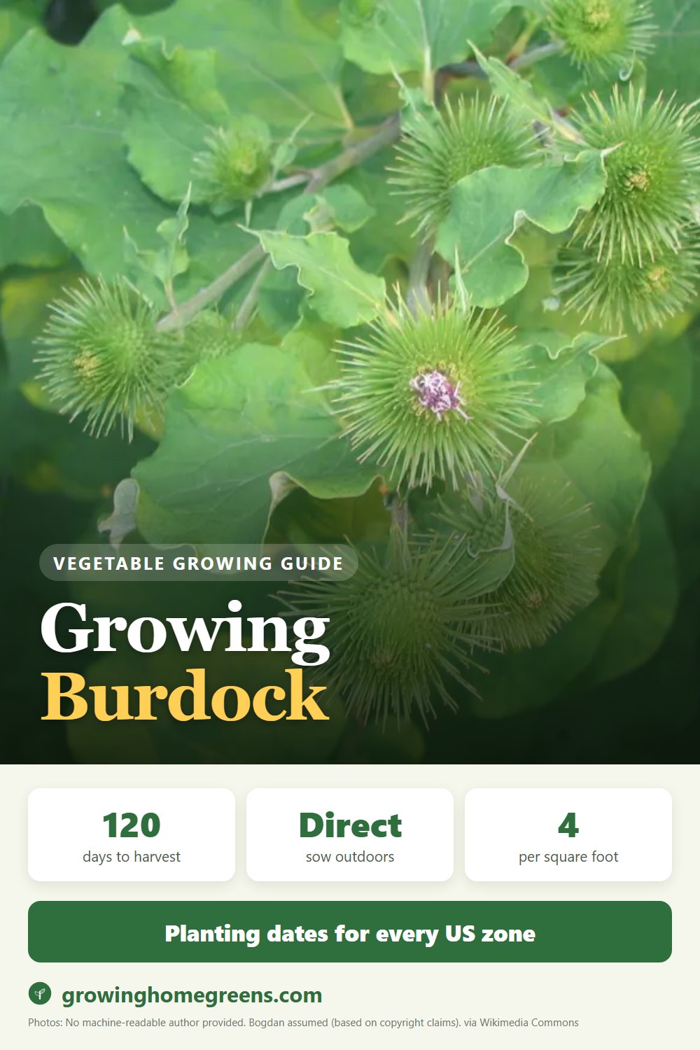 Burdock: growing guide