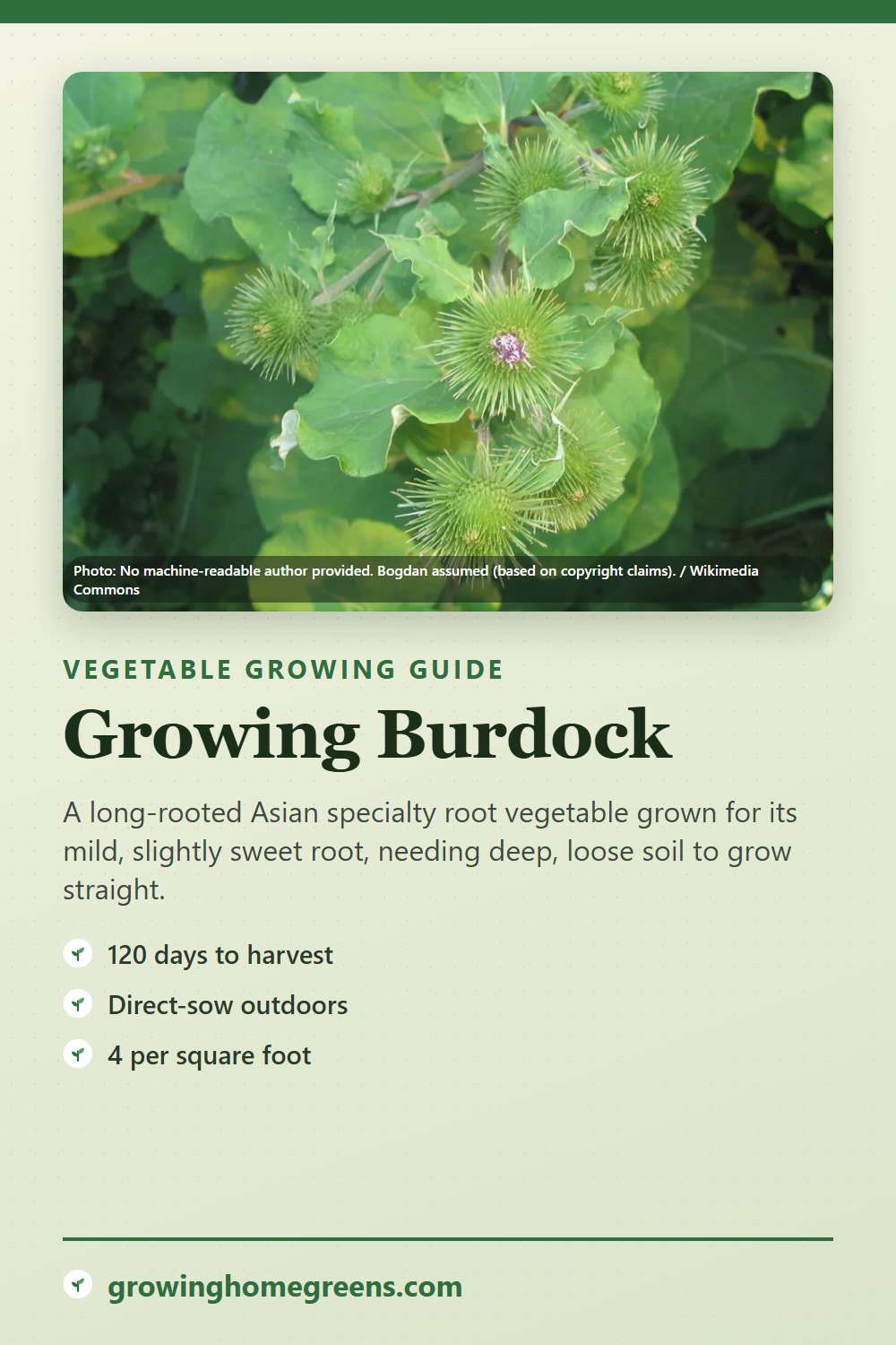 Burdock: growing guide