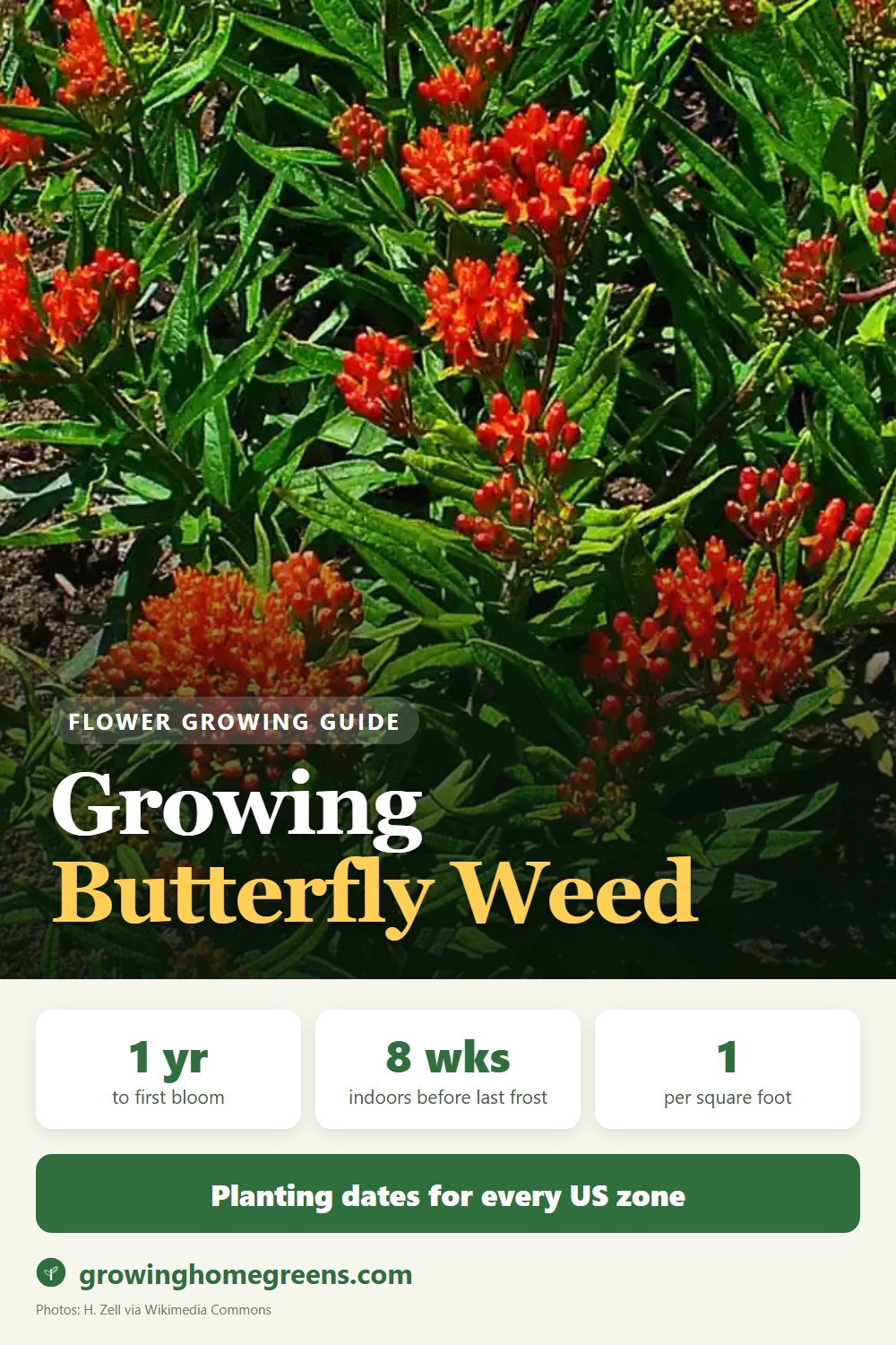 Butterfly Weed (Asclepias): growing guide