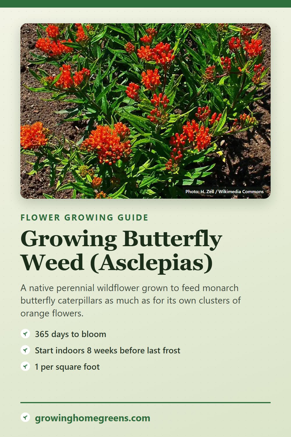 Butterfly Weed (Asclepias): growing guide