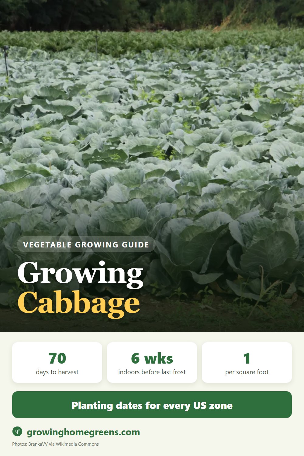 Cabbage: growing guide