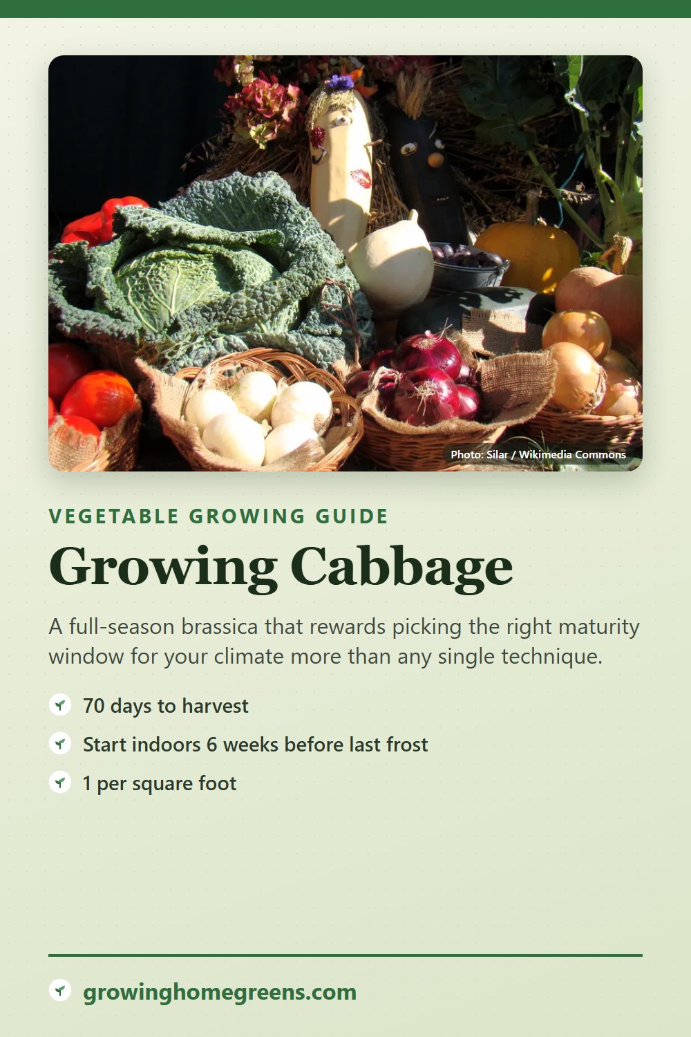 Cabbage: growing guide