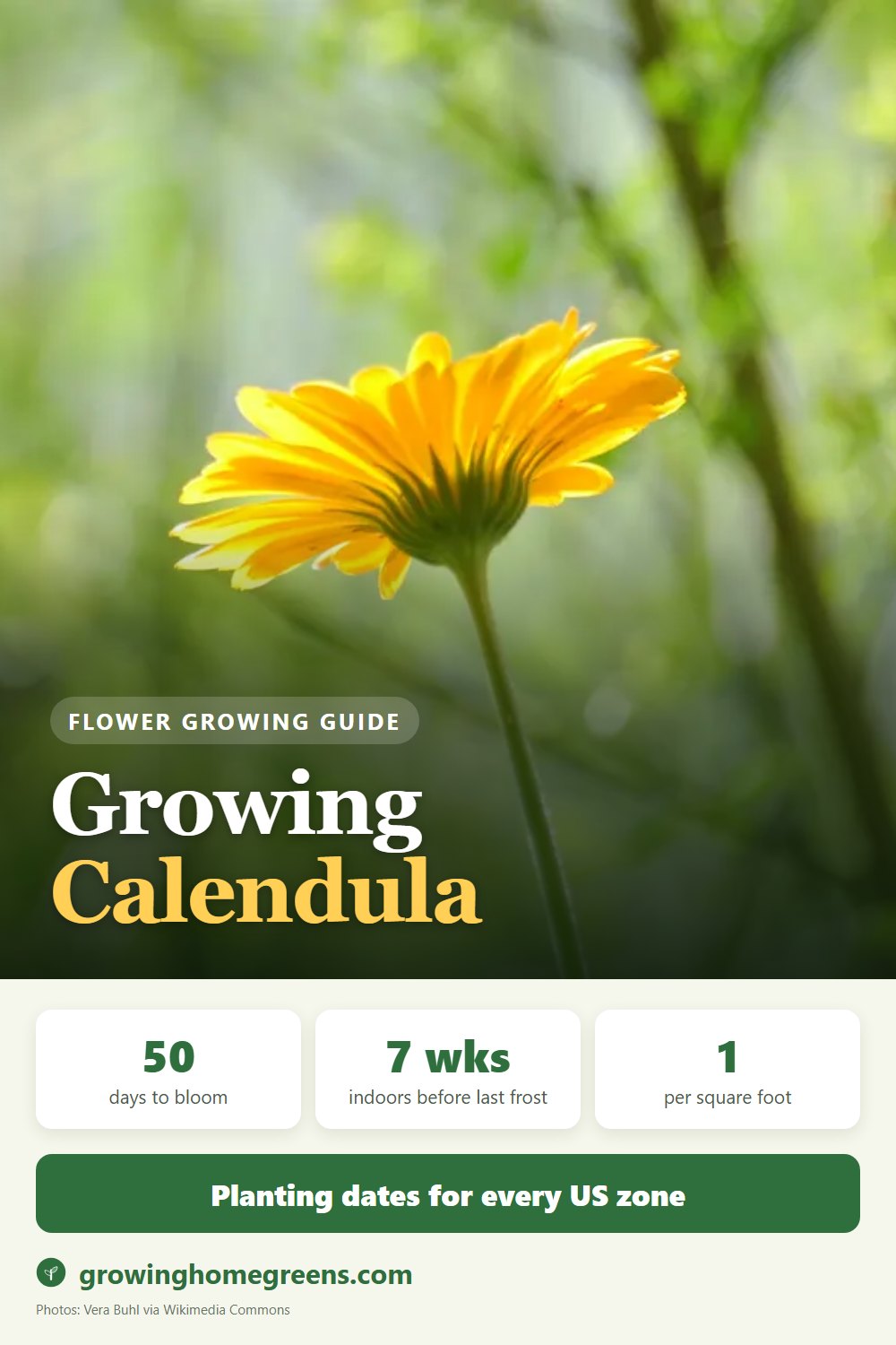 Calendula: growing guide