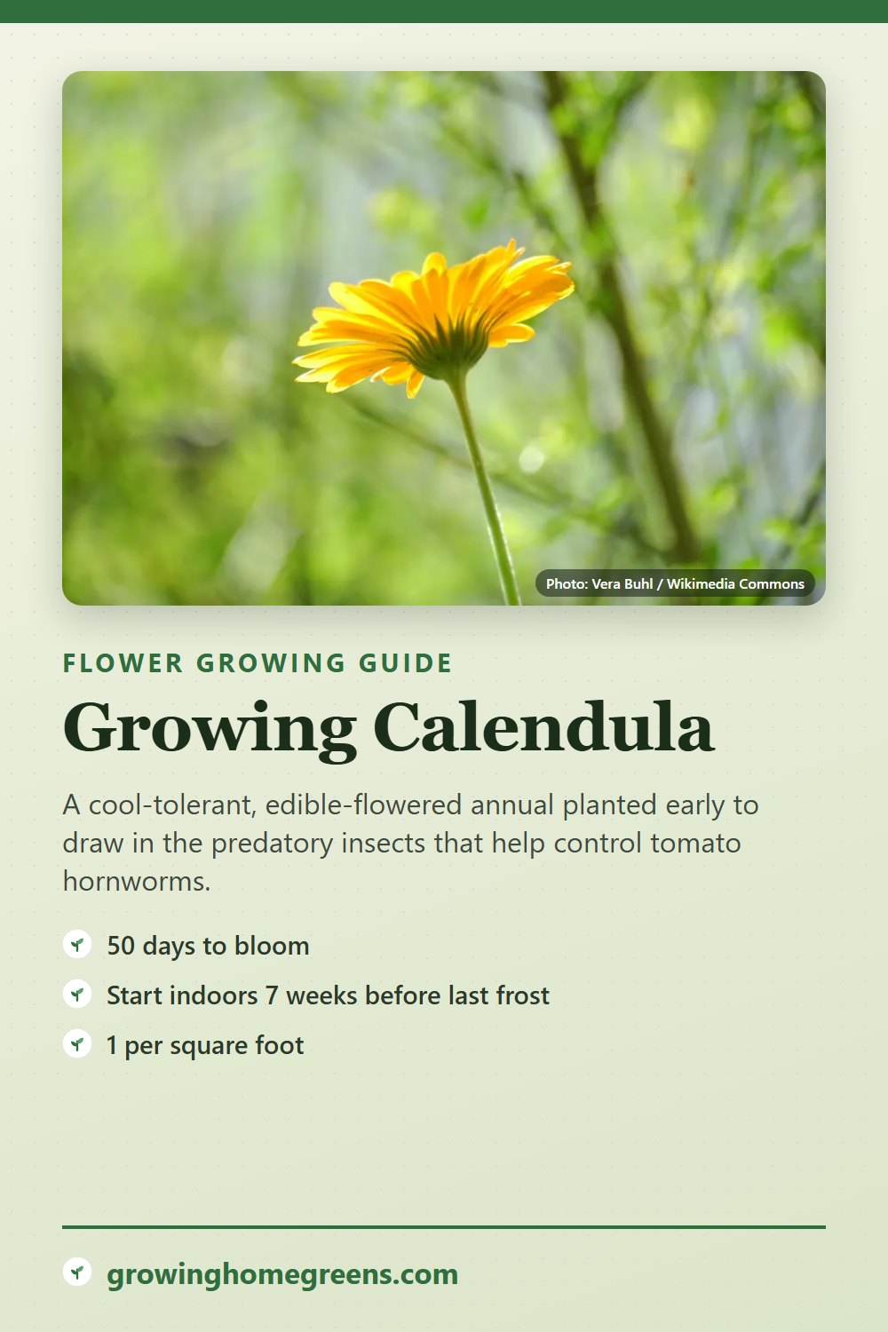 Calendula: growing guide