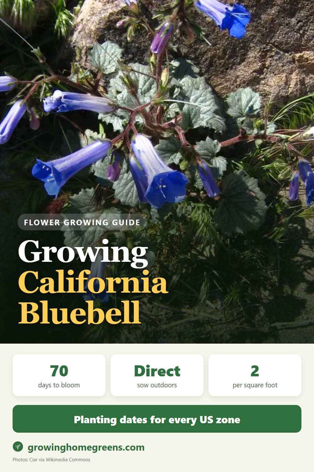California Bluebell: growing guide