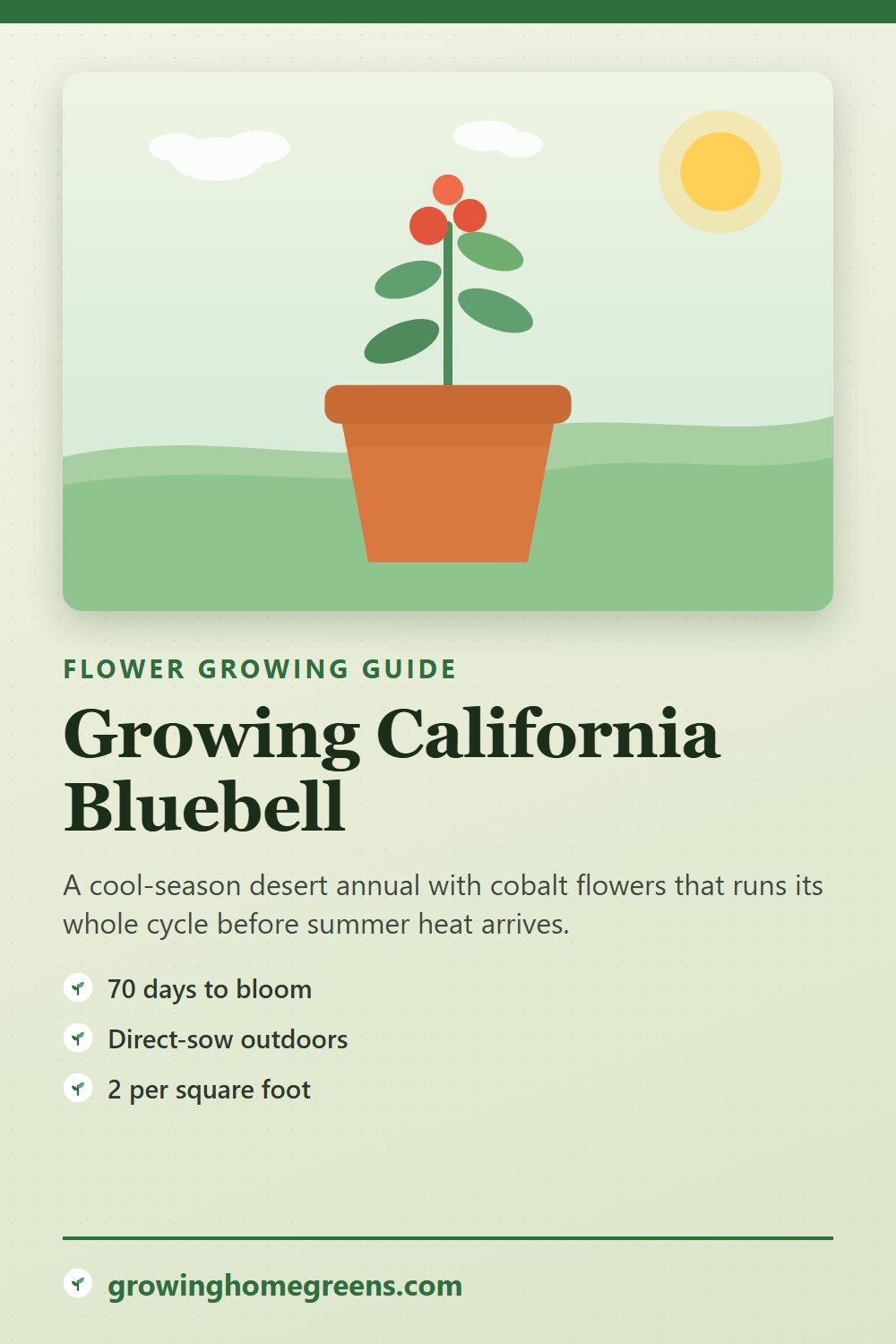 California Bluebell: growing guide