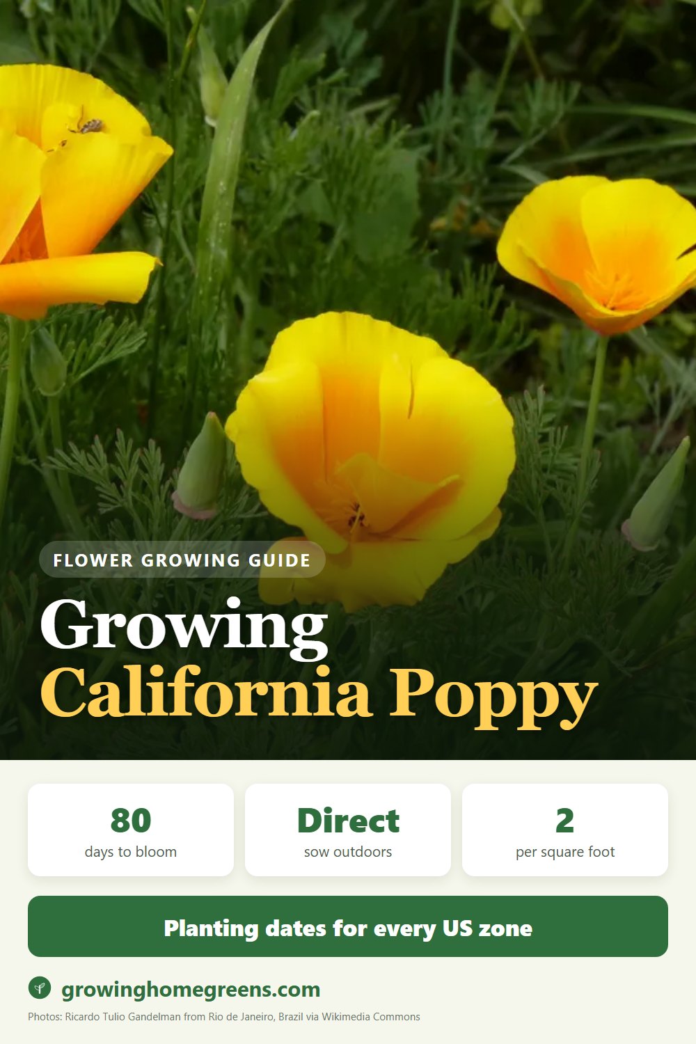 California Poppy: growing guide