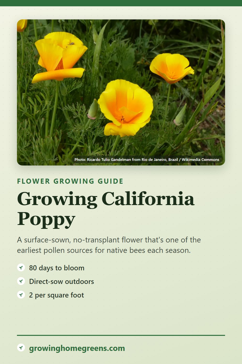 California Poppy: growing guide