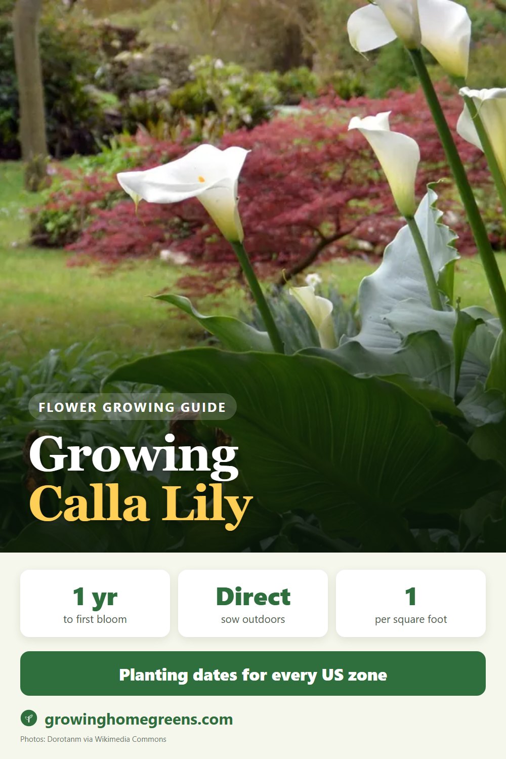Calla Lily: growing guide