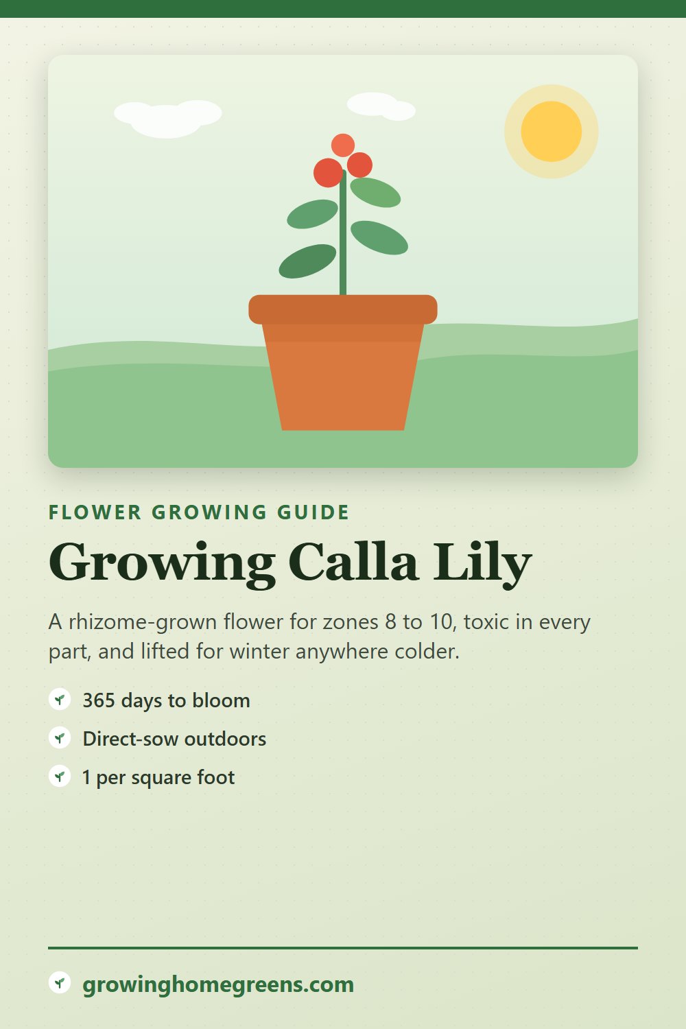 Calla Lily: growing guide