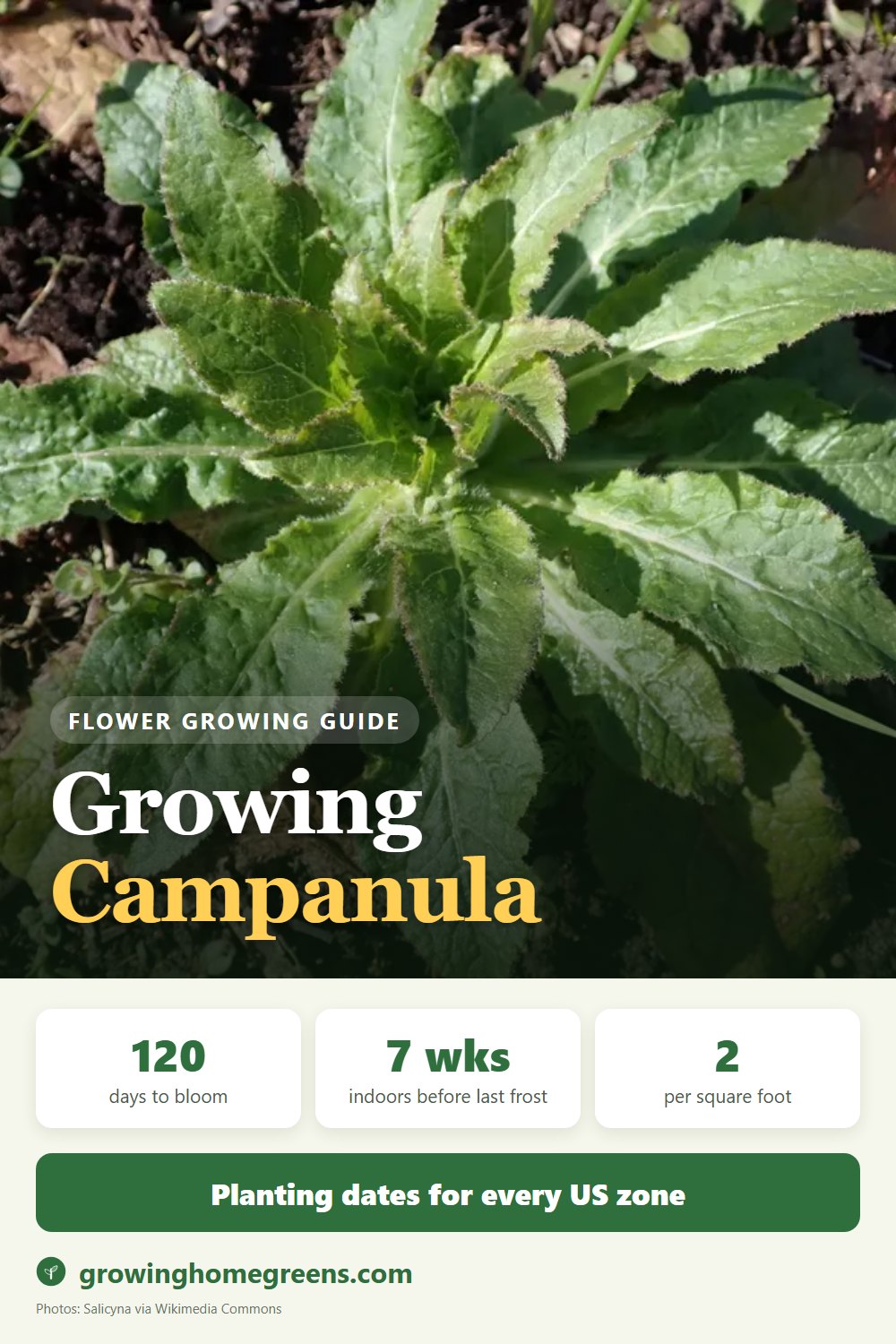 Campanula (Bellflower): growing guide