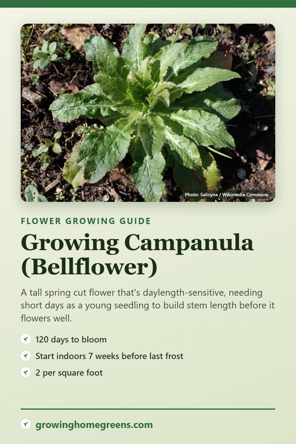 Campanula (Bellflower): growing guide