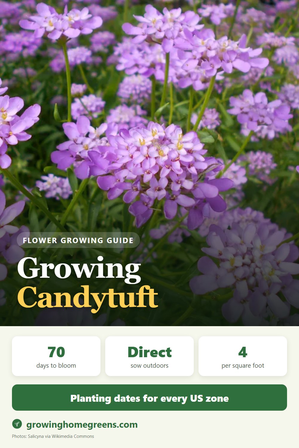 Candytuft: growing guide