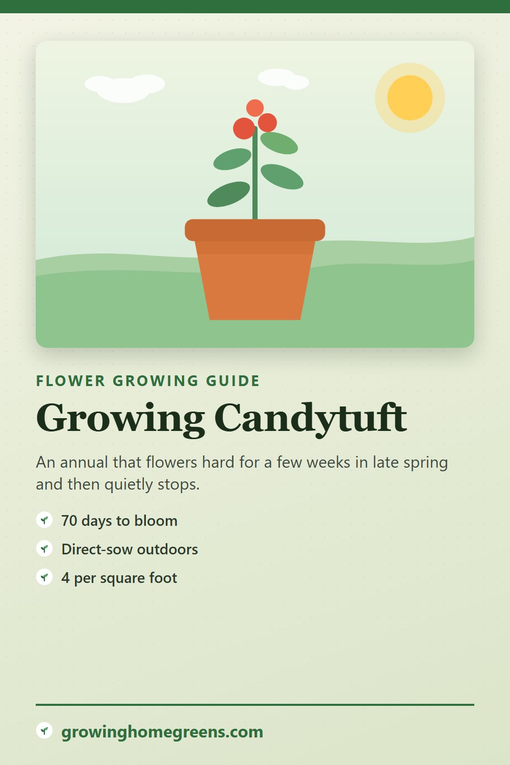 Candytuft: growing guide