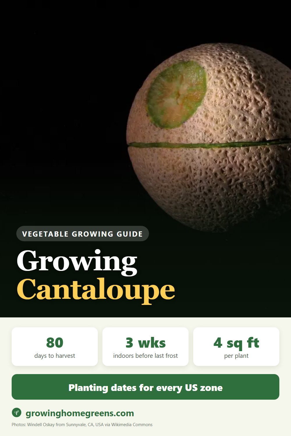 Cantaloupe: growing guide