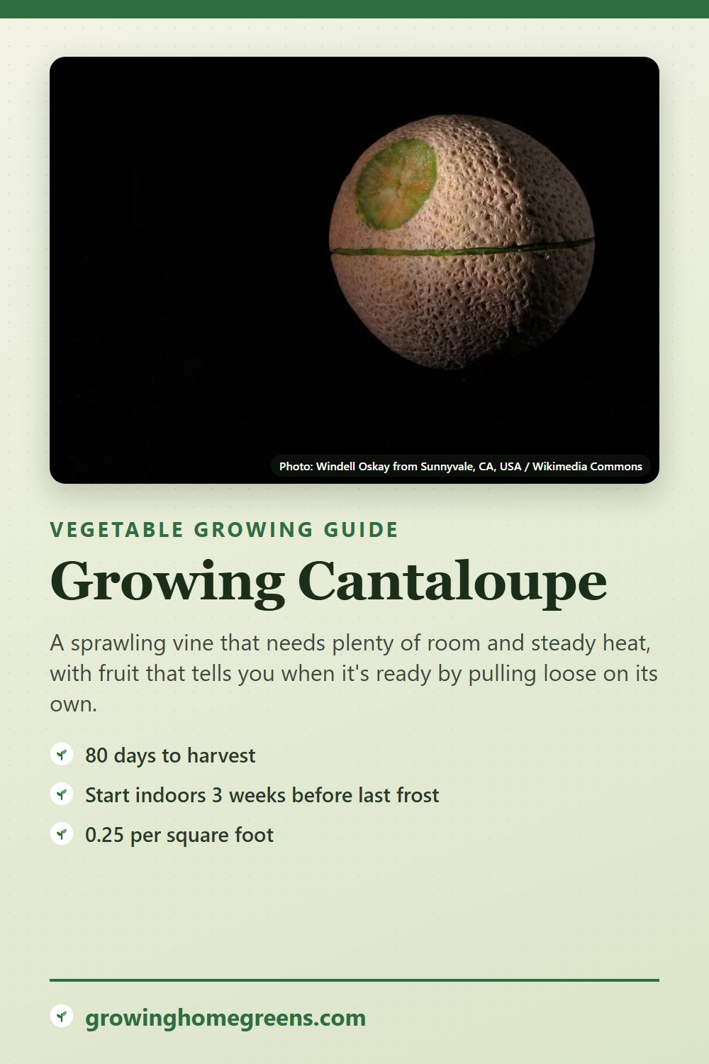 Cantaloupe: growing guide