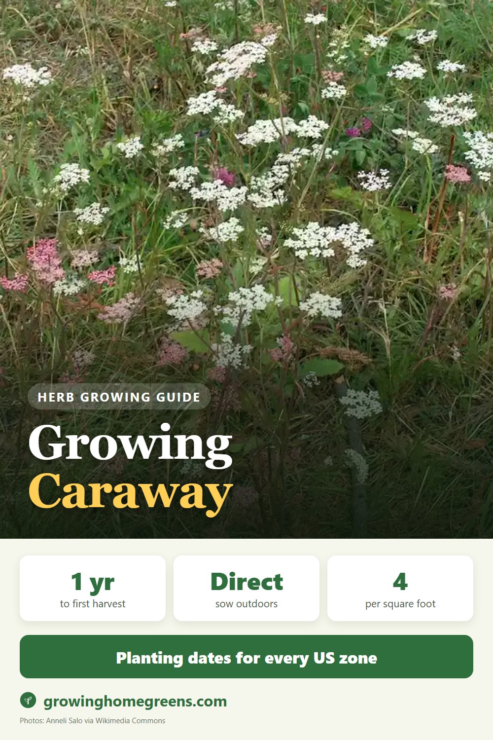 Caraway: growing guide